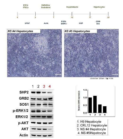 간세포로의 분화 유도 및 SHP2의 단백질 발현과 ERK1/2의 활성 확인