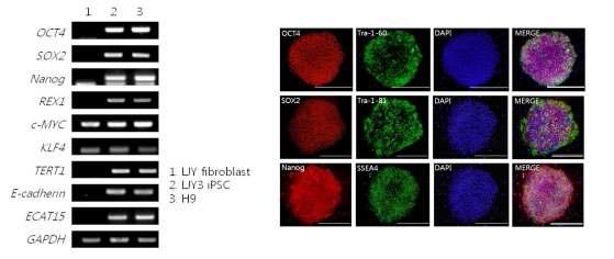 LJY 역분화줄기세포에서의 줄기세포 특이적 유전자, 단백질 발현