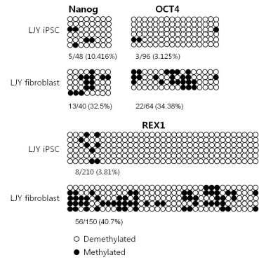 LJY 체세포와 역분화줄기세포의 프로모터 메틸화 현상
