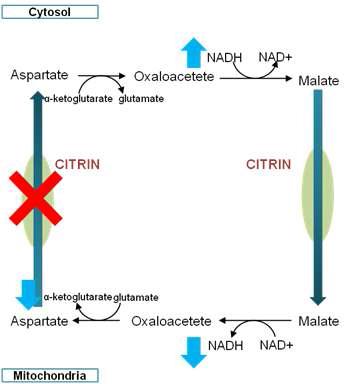 시트린의 malate-aspartate shuttle에서의 기능