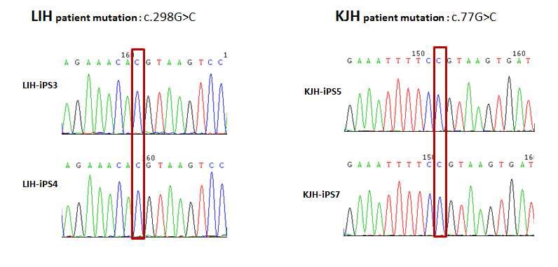OTC 결핍증 환자(LIH, KJH) 역분화줄기세포에서의 환자와 동일한 유전자 변이 확인