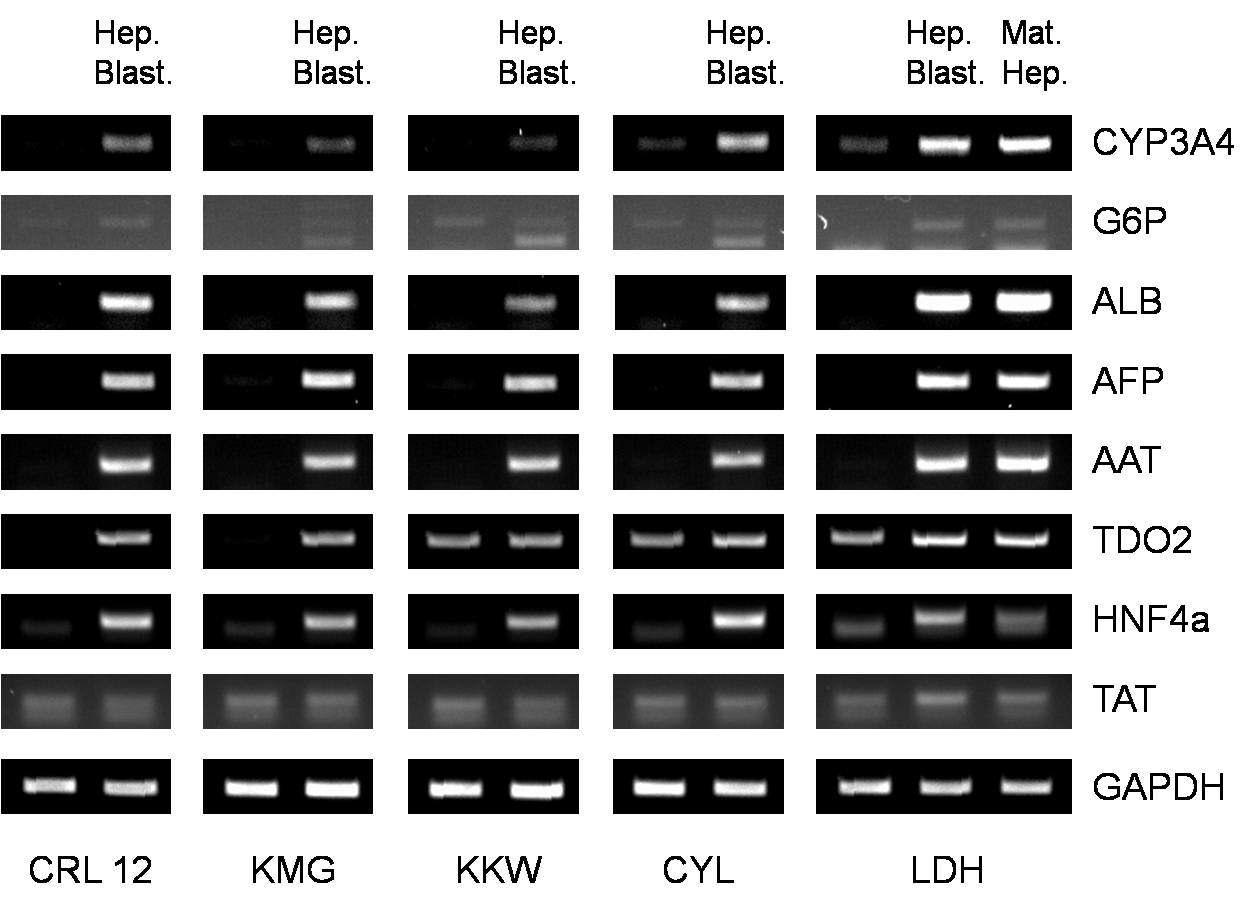 윌슨병 특이적 역분화줄기세포로부터의 분화과정에서 유전자 발현양상 -Hepatoblast & Mature hepatocyte 단계