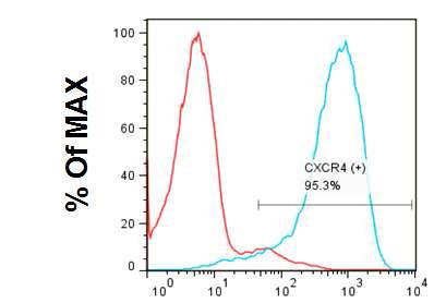 CXCR4 발현을 통한 분화 효율 검증