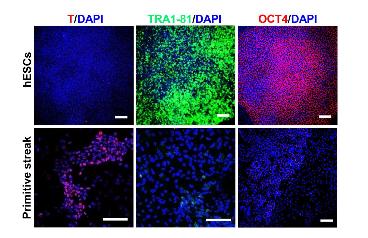 인간 배아 줄기세포 유래의 중배엽 세포에서 전능성 및 중배엽 특이적 마커 유전자 발현의 면역형광염색 결과