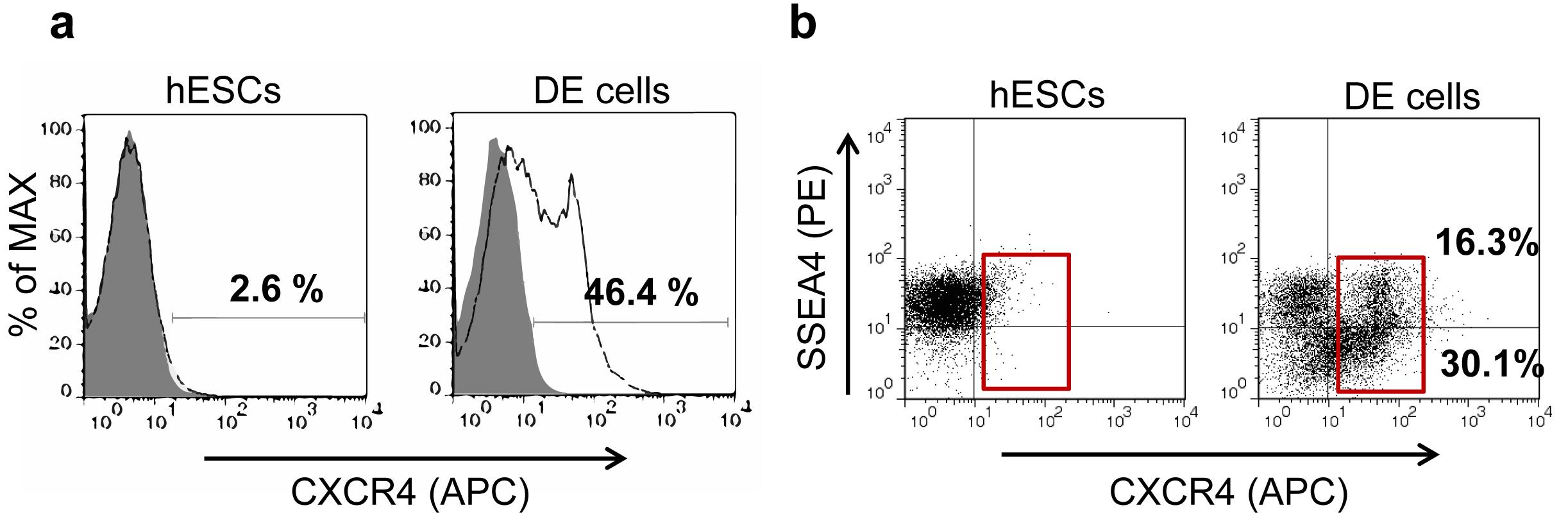 인간 배아 줄기세포 유래의 내배엽 세포에서 CXCR4 발현에 대한 유세포 분석 결과