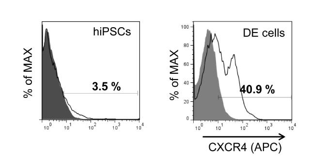인간 역분화 줄기세포 유래의 내배엽 세포에서 CXCR4 발현에 대한 유세포 분석 결과