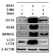 오토파지 활성 저해제인 bafilomycin A1과 3-methyladenine 처리에 따른 줄기세포 특이적 단백질들의 양적인 축적.