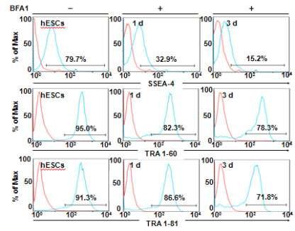 FACS을 이용하여 세포 집단을 분석한 결과, 인간배아줄기세포에서 bafilomycin A1처리에 의해 오토파지를 억제하였을 경우, 줄기세포 고유의 전능성 표지 마커인 SSEA-4, TRA1-60, TRA1-81에 반응하는 양성 표지 집단의 감소.