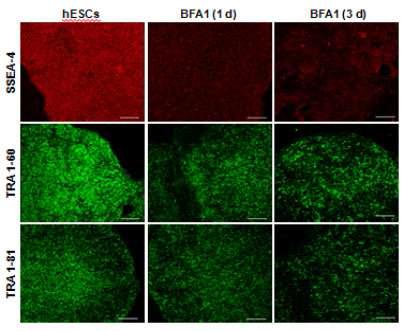 인간배아줄기세포에 bafilomycin A1처리에 의해 오토파지를 저해한 세포군을 공초점 레이져 현미경을 이용하여 관찰한 결과 줄기세포 고유의 전능성 표지 마커인 SSEA-4, TRA1-60, TRA1-81에 반응하는 양성 표지 세포 수 감소.