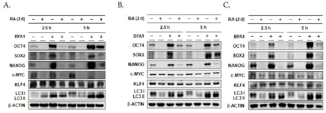 Retinoic acid를 처리하여 인간배아줄기세포 및 유도 전능성 세포를 분화시키며, bafilomycin A1처리에 의해 오토파지를 억제 시켰을 경우에도, 줄기세포 특이적 단백질들의 축적이 명백히 나타남. (A; CHA15 인간배아줄기 세포주, B; H9 인간배아줄기 세포주, C; CRL 유도 전능성 세포