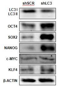 LC3-shRNA가 줄기세포 특이적 단백질들에 미치는 영향. OCT4, SOX2, NANOG 단백질들은 바이러스 감염 후, 4일 후에 뚜렷하게 증가하였음에 반해, c-MYC과 KLF4 단백질은 유의적 차이가 없는 것으로 관찰됨 (shSCR; scrambled-shRNA, sh-LC3; LC3-shRNA).