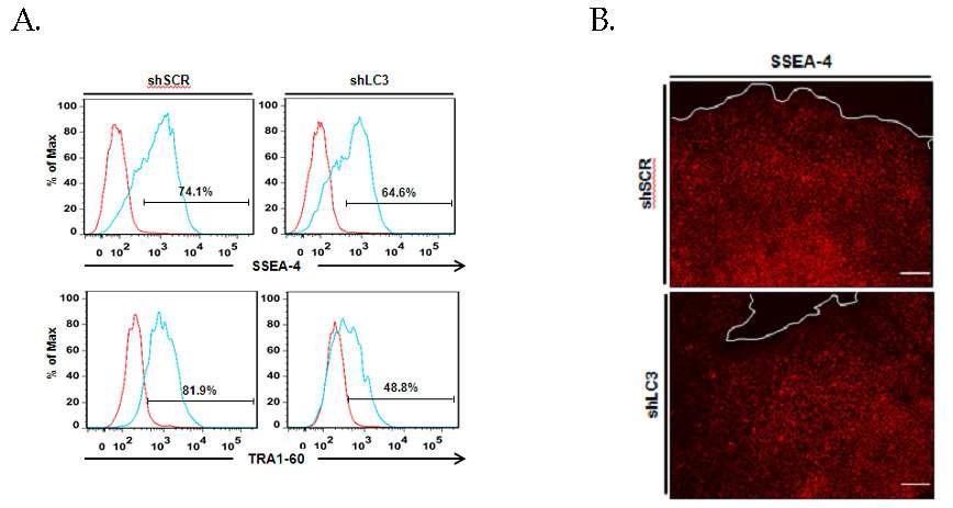 LC3-shRNA를 인간배아줄기 세포주에 도입시킨 후, 4일 후 줄기세포 전능성 표지 마커 SSEA-4 및 TRA1-60의 발현 정도를 FACS analysis (A) 와 형광 현미경 (B)으로 관찰.