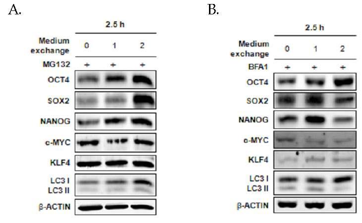 줄기세포 특이적 단백질들의 항상성 유지를 위한 오토파지와 Ubiquitin-Proteasome의 상호 협동적 조절. (A) 다양한 영양 요소 유입 환경이 줄기세포 특이적 단백질 분해를 위한 Ubiquitin-Proteasome 분해 경로의 민감성에 미치는 영향. (B) 인간배아줄기세포에서 영양 요소 환경에 대한 오토파지 분해 경로의 민감성.