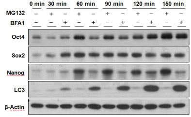 생쥐배아줄기세포에서 오토파지와 유비퀴틴-프로테아좀 경로의 억제. 줄기세포 특이적 단백질들의 축적량 변화 가 인간배아줄기세포의 실험 양상과 비슷한 양상을 나타냄.