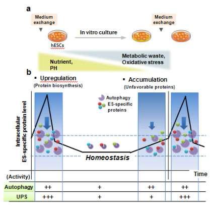 오토파지와 유비퀴틴-프로테아좀 분해 경로에 의한 줄기세포 특이적 단백질의 항상성 조절 모델. (A) 정상적인 in vitro 상황에서 인간배아줄기세포 배양을 나타내는 모식도. 일반적으로 인간배아줄기세포 배양의 배양액 교체는 24시간의 간격을 두고 이루어짐. (B) 인간배아줄기세포의 줄기세포 특이적 단백질들의 항상성 유지를 상호 협동적으로 조절하는 오토파지와 유비퀴틴-프로테아좀 분해 경로.