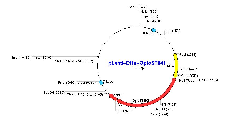 OptoSTIM1을 이용한 렌티바이러스 벡터의 재작