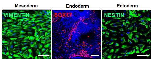 CS-2 줄기세포의 in vitro 분화능 확인