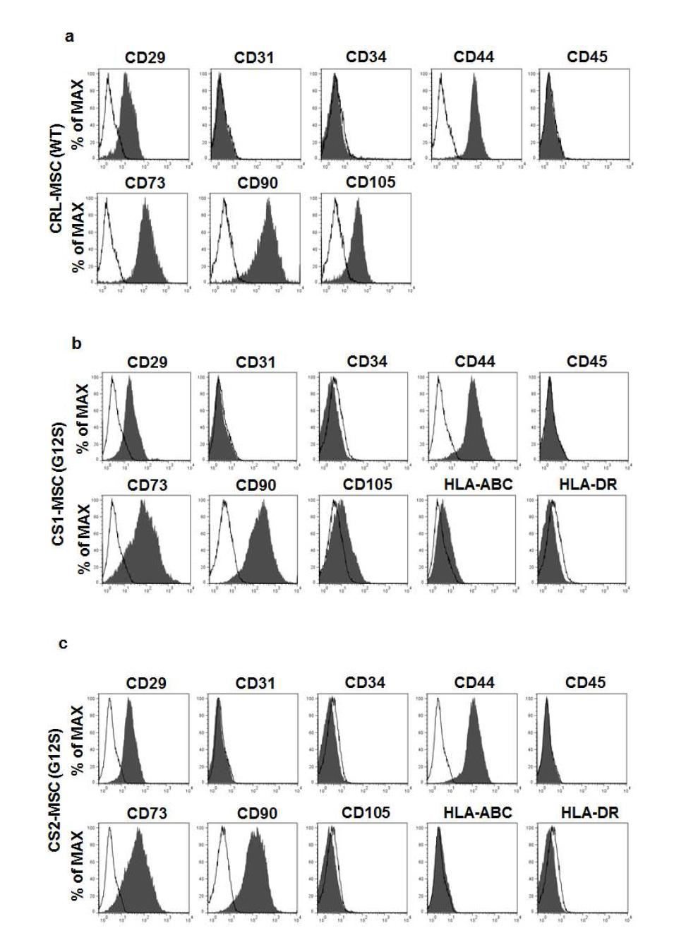 정상 역분화줄기세포와 Costello 역분화줄기세포의 MSC 분화확인