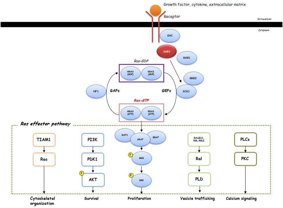 누난증후군의 중요한 effector pathway