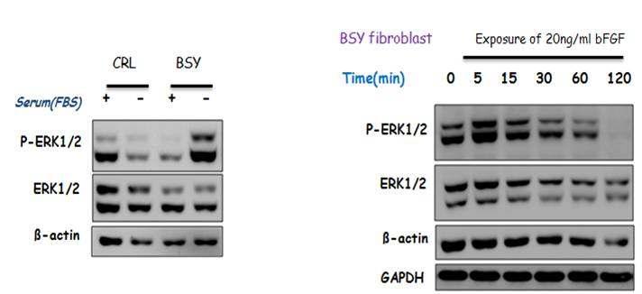 BSY 체세포에서의 ERK activation 양상비교