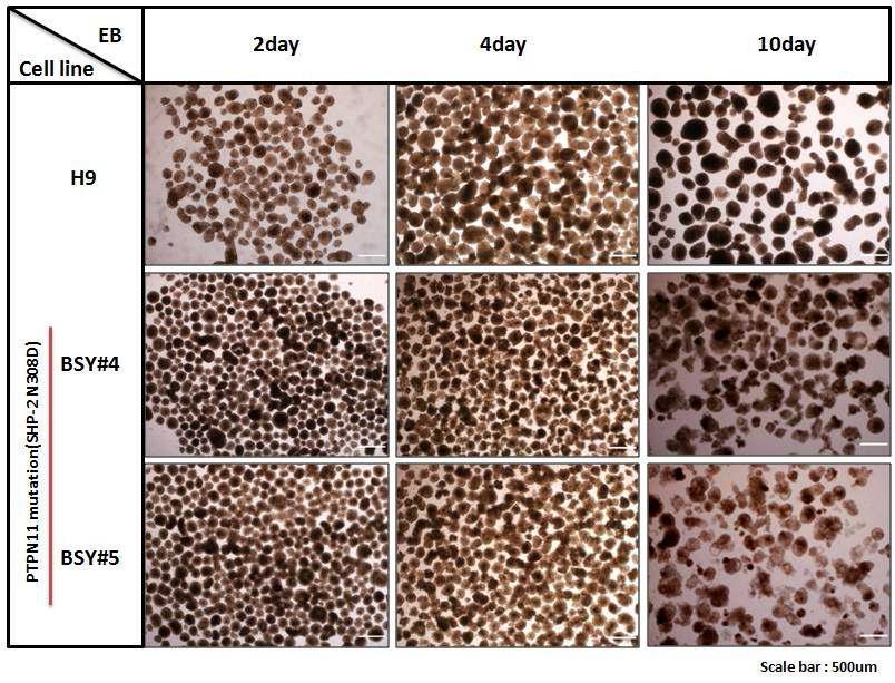 BSY 역분화 줄기세포주의 분화과정에서 보이는 EB의 morphology