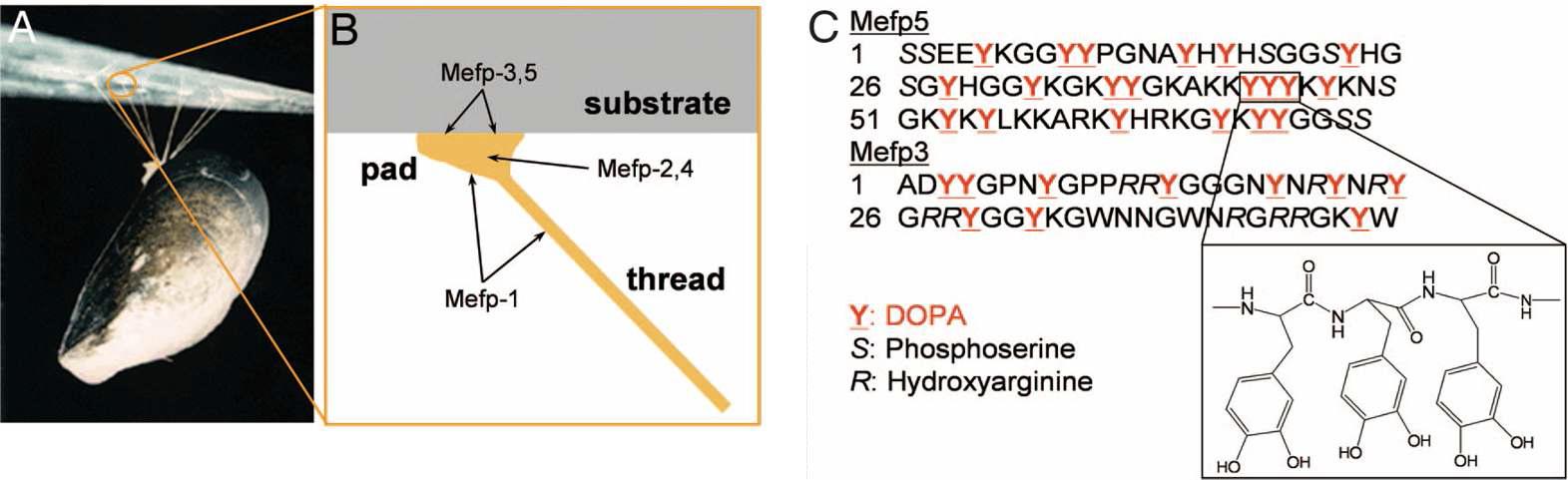 홍합의 접착력과 홍합 접착 단백질의 DOPA 구조