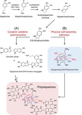 본 연구를 통해 새로이 제안하는 폴리도파민 형성과정: 공유결합에 의한 올리고머 형성 및 이의 비공유성 자가조립 현상.