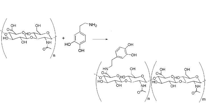 히알유론산-카테콜 접합체의 합성 및 분자구조.