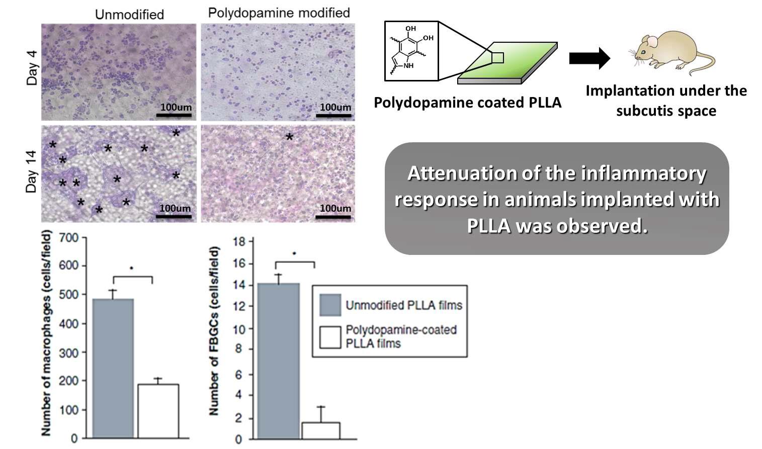PLLA 필름을 폴리도파민으로 개질하여 생체 적합성을 평가한 결과.