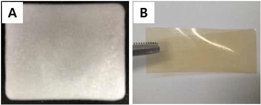 고체형 키토산-카테콜 접착제 (A: 스펀지 형태, B: 필름 형태).