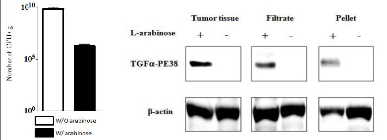 pLYS_TGFa-PE38 탑재 박테리아의 암조직 표적화후 박테리아 Inducible lysis system을 통한 TGFa-PE38의 암조직내 분비 확인