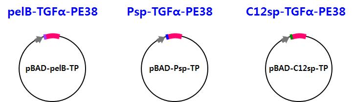 pelB, Psp, C12sp fusion TGFa-PE38 발현을 위한 벡터 제작