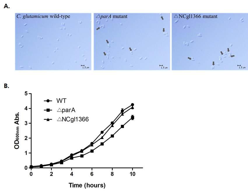 C. glutamicum 야생형 균주와 돌연변이 균주의 표현형질과 생장특성 비교