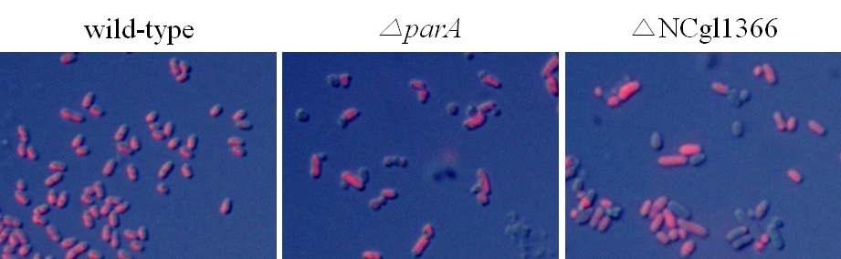 미니셀 내의 염색체 존재 여부를 확인하기 위한 Propidium(PI) 염색 과야생형과 돌연변이의 표현형질 비교