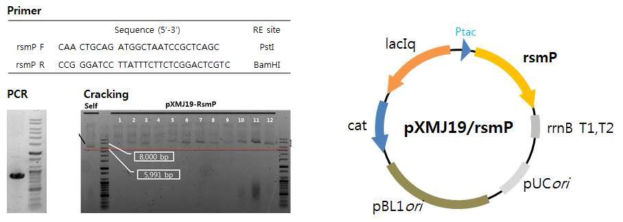 RsmP 유전자 cloning 및 발현 벡터 제작. 그림에서 실험에 사용된 프라이머와 유전자 증폭 결과