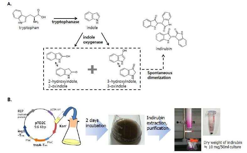 Tryptophan을 기질로 이용하는 생합성 경로를 이용한 인디루빈 생성.