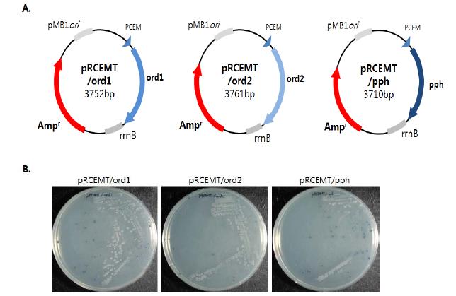 ord1, ord2, pph 발현 벡터 제작 및 indole 에 대한 효소활성 확인