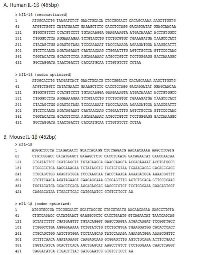 대장균과 살모넬라에서 과발현되도록 코돈이 최적화된 인간과 마우스 유래 IL-1β 유전자 염기서열