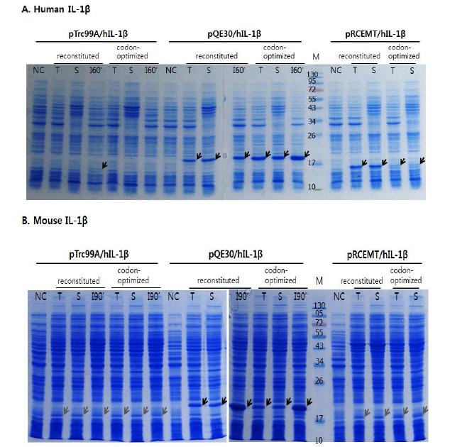 SDS-PAGE에서의 야생형과 합성 IL-1β 재조합 유전자의 발현양 비교.