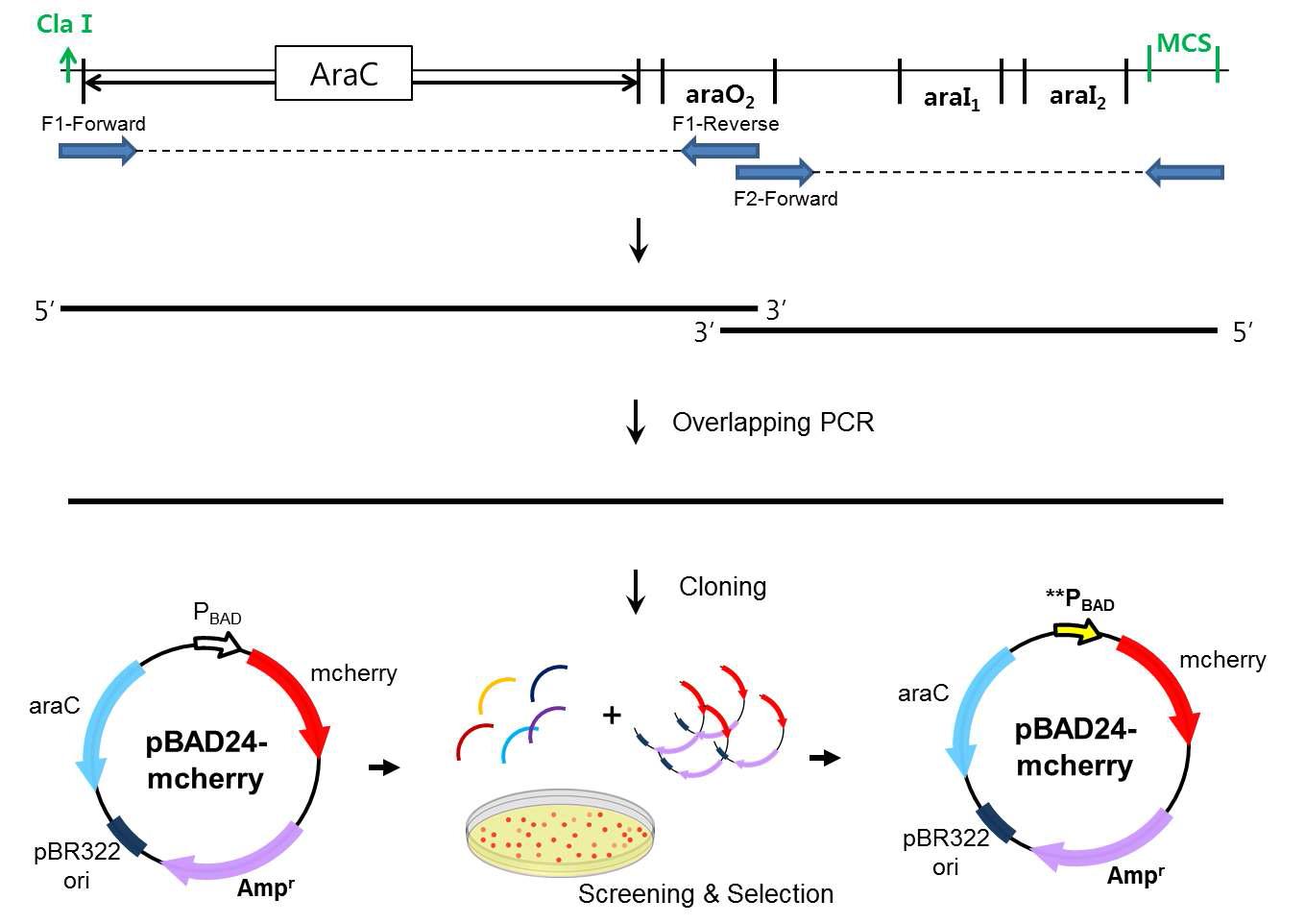 정교하고 강하게 조절되는 arabinose 유도 기작을 지닌 발현 시스템 발굴 전략과 선별과정 과정 모식도