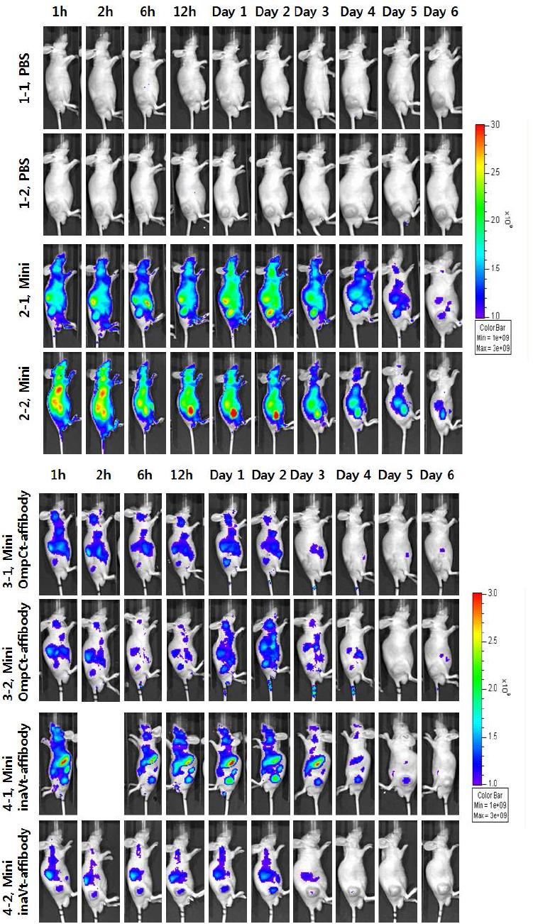 IVIS 장비를 이용한 in-vivo imaging 실험 결과