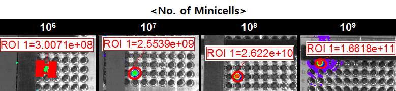 Minicell O-A(Rluc8) 의 luminescence intensity 확인