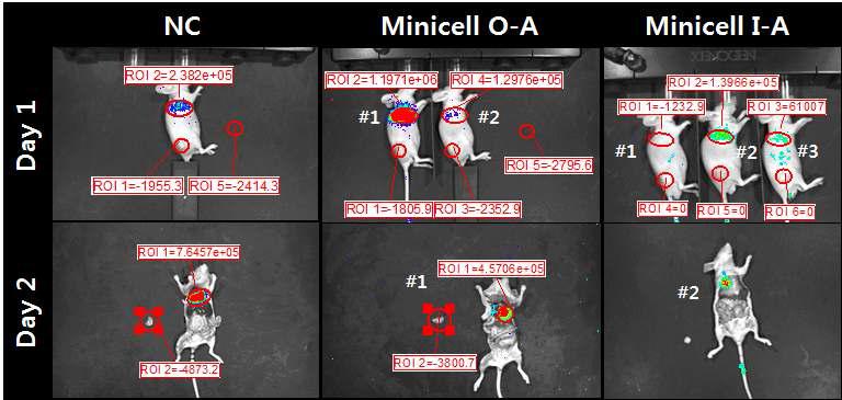 IVIS 장비를 이용한 in-vivo imaging 실험 결과