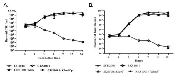 glmS- mutant bacteria의 성장 특성 조사. A. E. coli, B. Salmonella