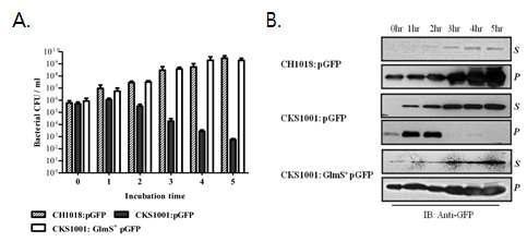 glmS- mutant E coli 의 세포 사멸 현상 검증