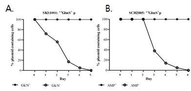 GlmS system를 이용한 plasmid 유지 효율 조사