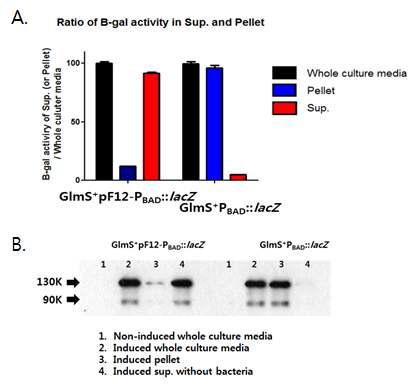 B-galactosidase를 발현하는 박테리아에서의 박테리아 융해 유도 유무에 따른 배양액에서의 B-gal 활성 비교
