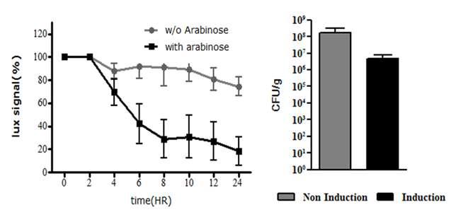 L-arabinose 처리 후 종양 표적된 박테리아의 Lux signal 변화 및 실제 생존 박테리아 수