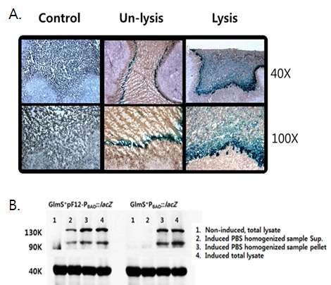 Inducible lysis sytem을 탑재한 박테리아의 종양표적 후 박테리아 융해에 따른 Macromolecule의 종양조직내 분포 확인