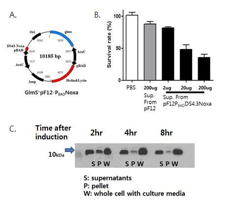 DS4.3Noxa 발현 박테리아 plasmid (A.)와 박테리아에서 발현된 Noxa의 세포 사멸 효과(B.) 그리고 inducible lysis system에 도입된 DS4.3Noxa의 박테리아 융해에 따른 배양액내 유출